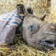 Illustration for article titled How to take care of a blind baby rhino